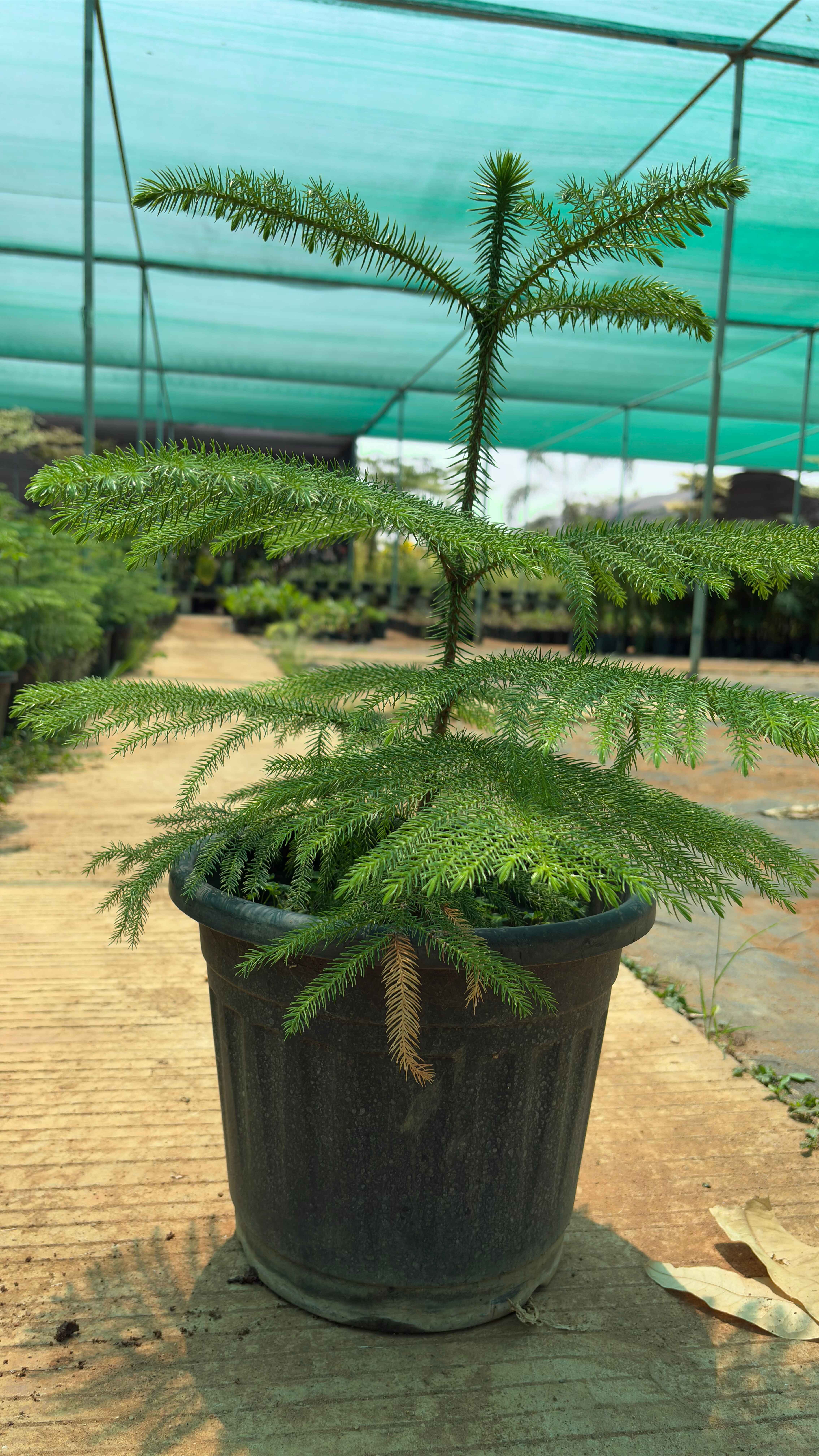 Norfolk island pine